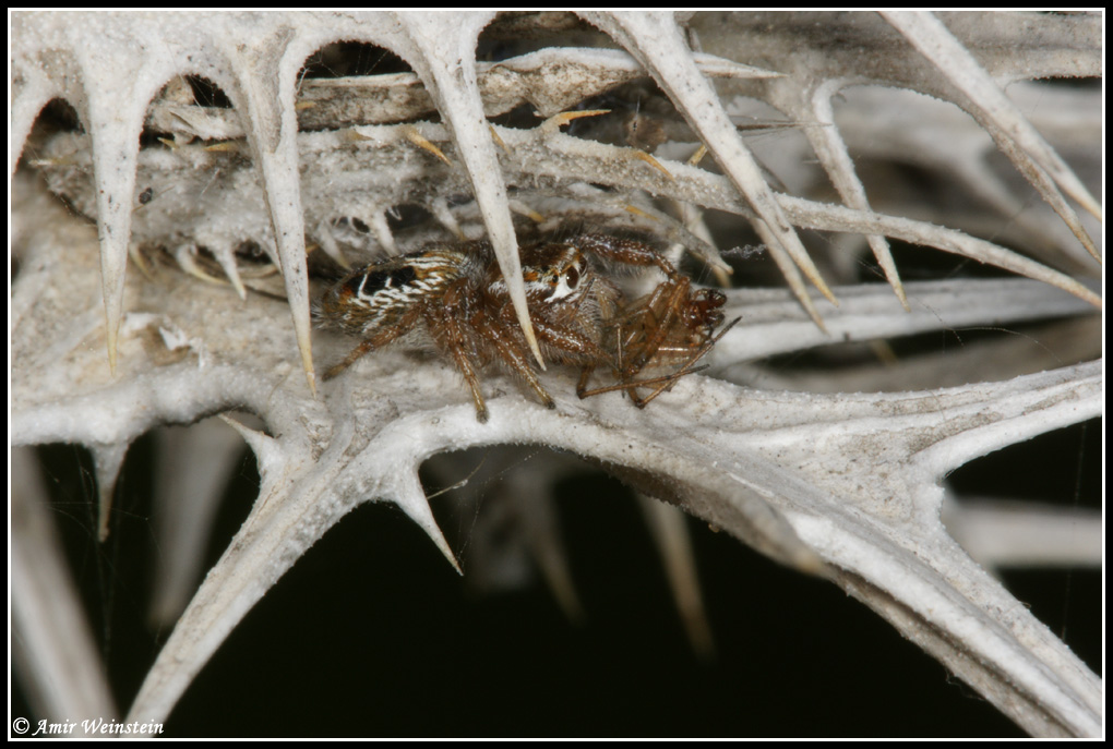 Araneae d''Israele